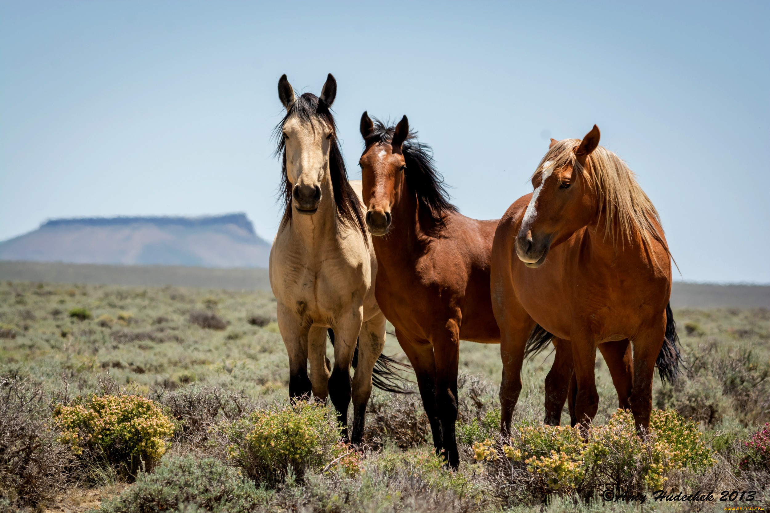 Три лошадки. Дикая лошадь Вайоминга. Дикие лошади в природе. Степная лошадь. Лошади в степи.